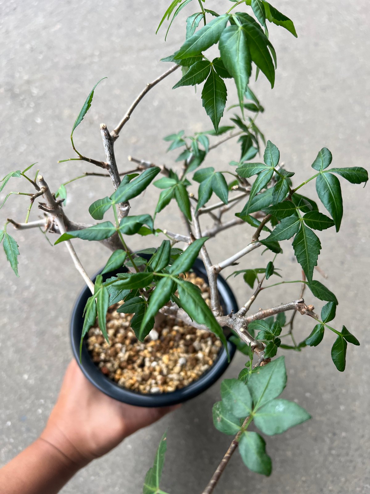 ブルセラ ファガロイデス | STELLA.PLANTS