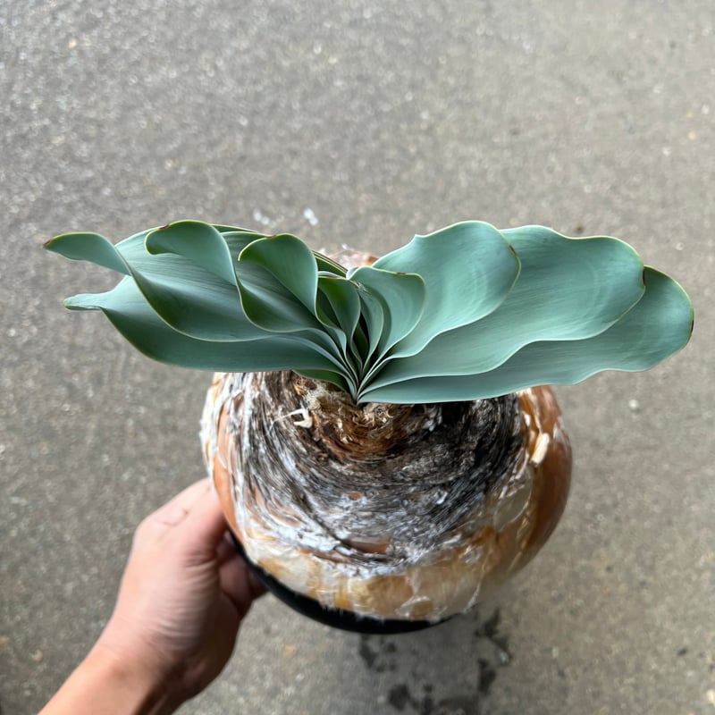 ブーファンハエマンソイデス ブーファンハエマンソイデス | STORES