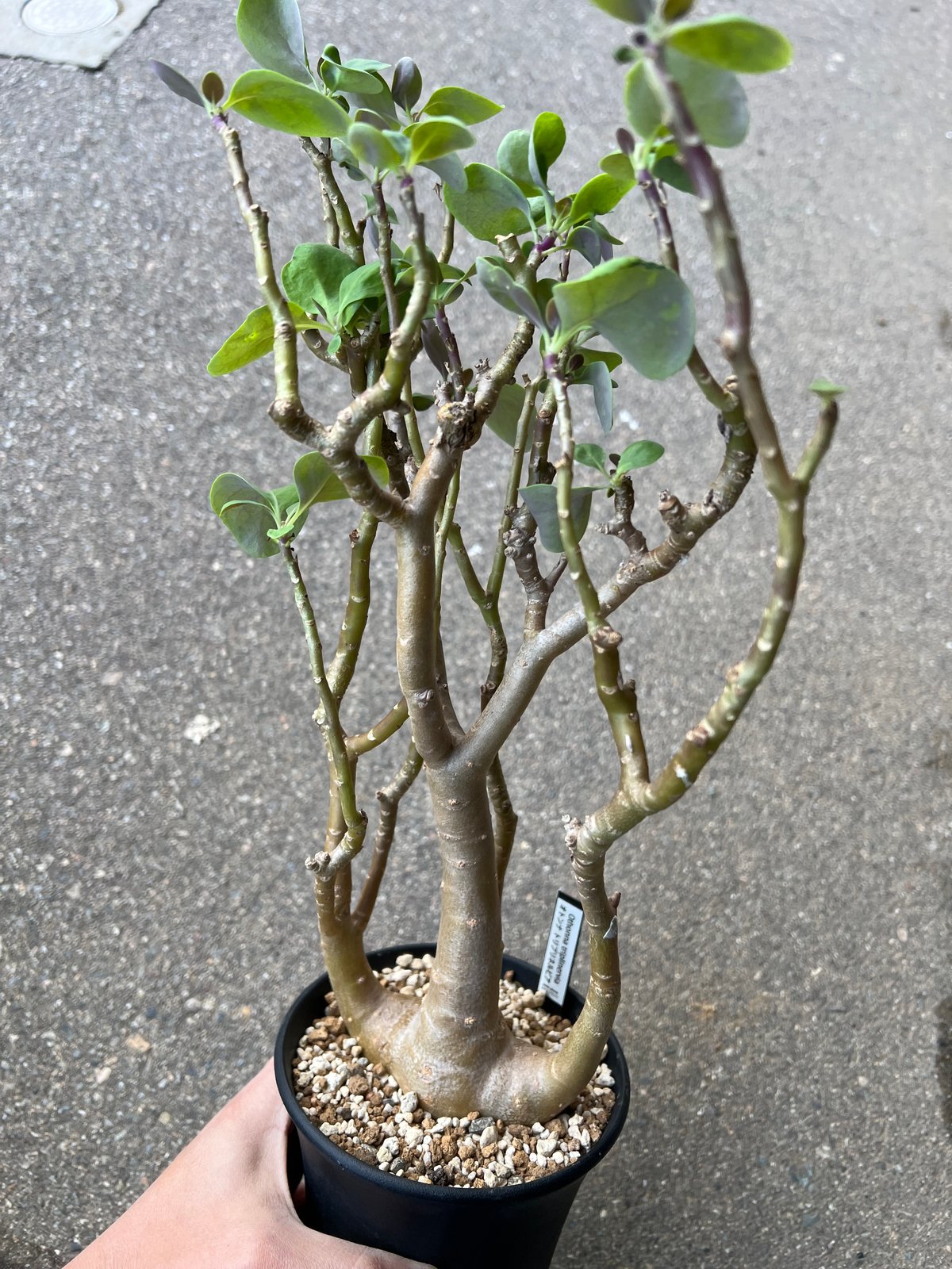 オトンナ トリプリネルビア4 | STELLA.PLANTS