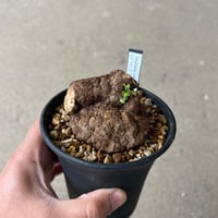 ブーファン ハエマンソイデス | STELLA.PLANTS ブーファン ハエマンソイデス | STELLA.PLANTS