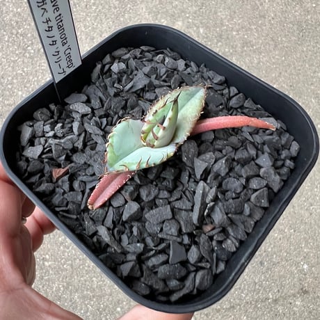 Agave titanota 'Creep'3