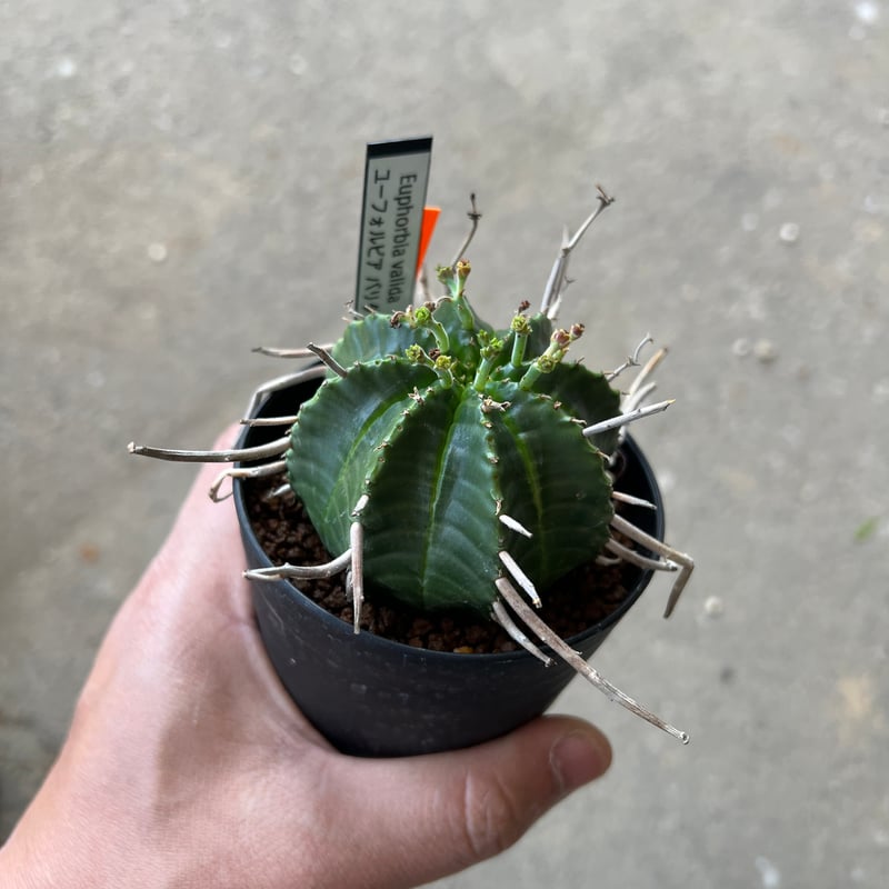 ユーフォルビア バリダ、メス株 1 | STELLA.PLANTS