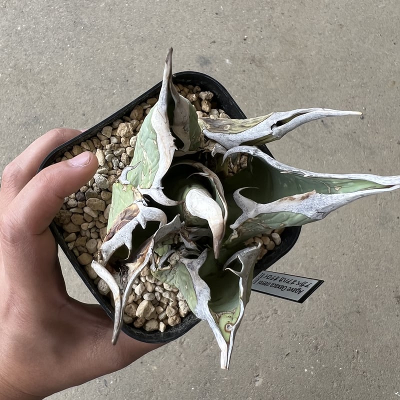 Agave Oaxaca oteroi | STELLA.PLANTS Agave Oaxaca oteroi | STELLA.PLANTS