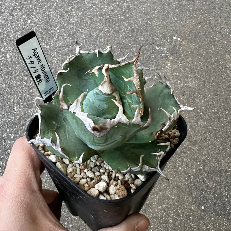 アガベ チタノタ 魔丸2 | STELLA.PLANTS