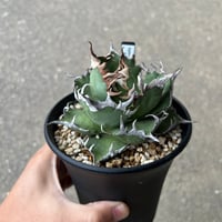 Agave 'White Fang' 3 アガベ ホワイトファング | STELLA.PLANTS