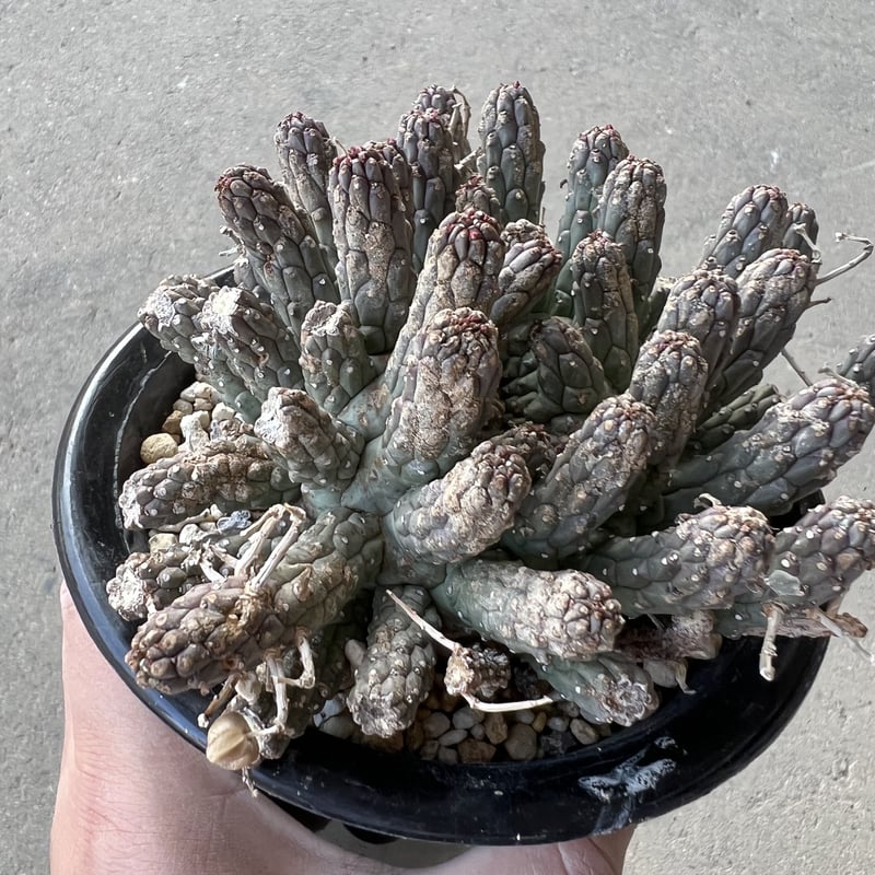 ユーフォルビア フスカ | STELLA.PLANTS ユーフォルビア フスカ | STELLA.PLANTS