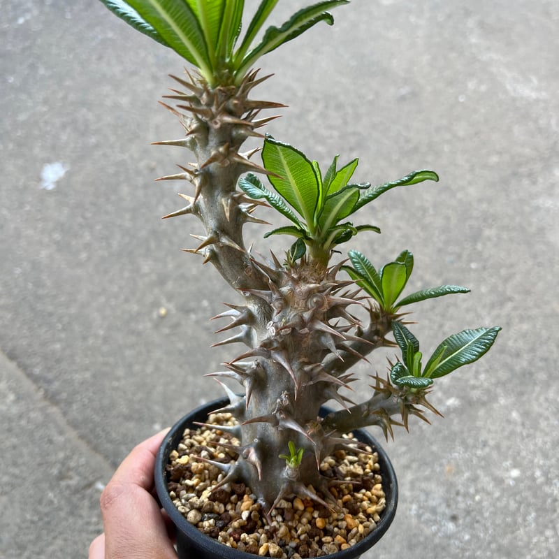 パキポディウム アンボンゲンセ 挿木 | STELLA.PLANTS パキポディウム アンボンゲンセ 挿木 | STELLA.PLANTS