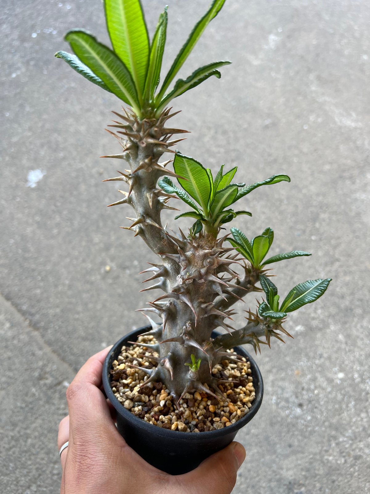 パキポディウム アンボンゲンセ × SRL CE 鉢 パキポディウム アンボンゲンセ | STELLA.PLANTS