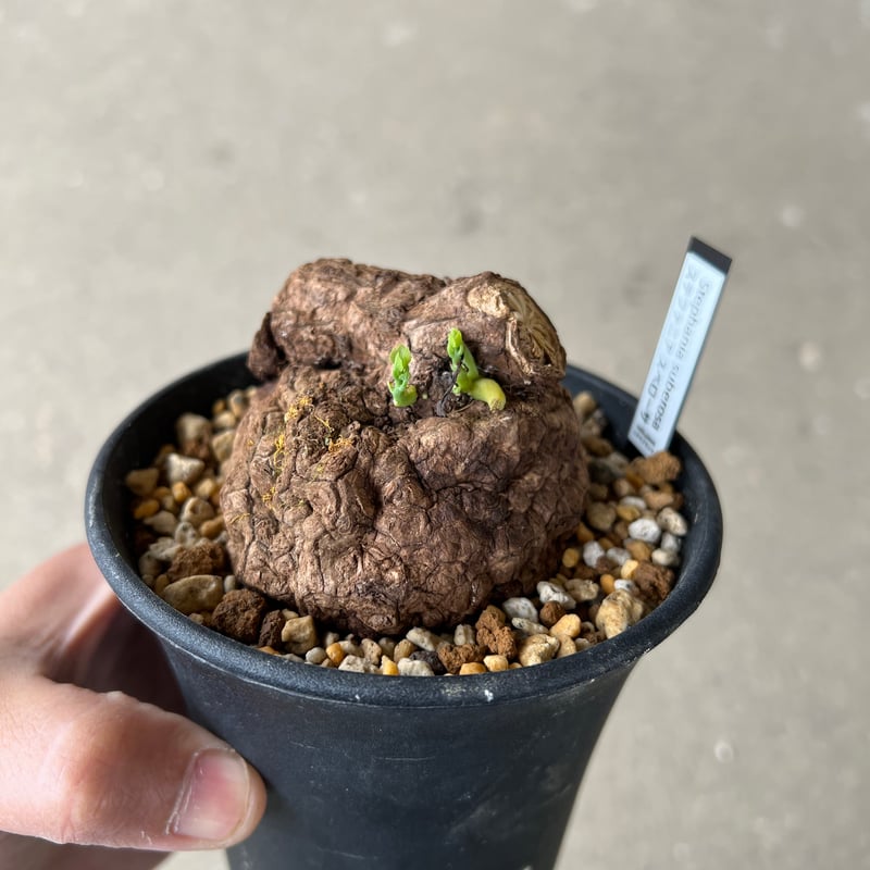 ステファニア スベローサ1 | STELLA.PLANTS