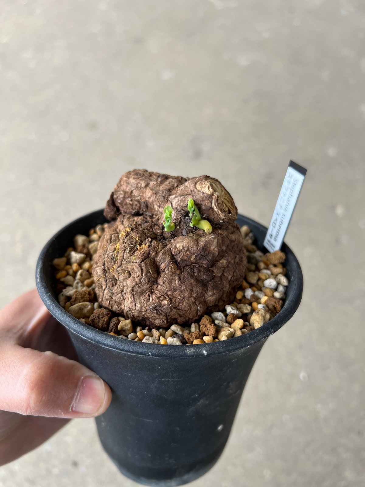 ステファニア スベローサ1 | STELLA.PLANTS