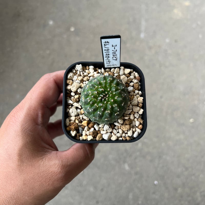 ユーフォルビア ギムノカリキオイデス1 | STELLA.PLANTS