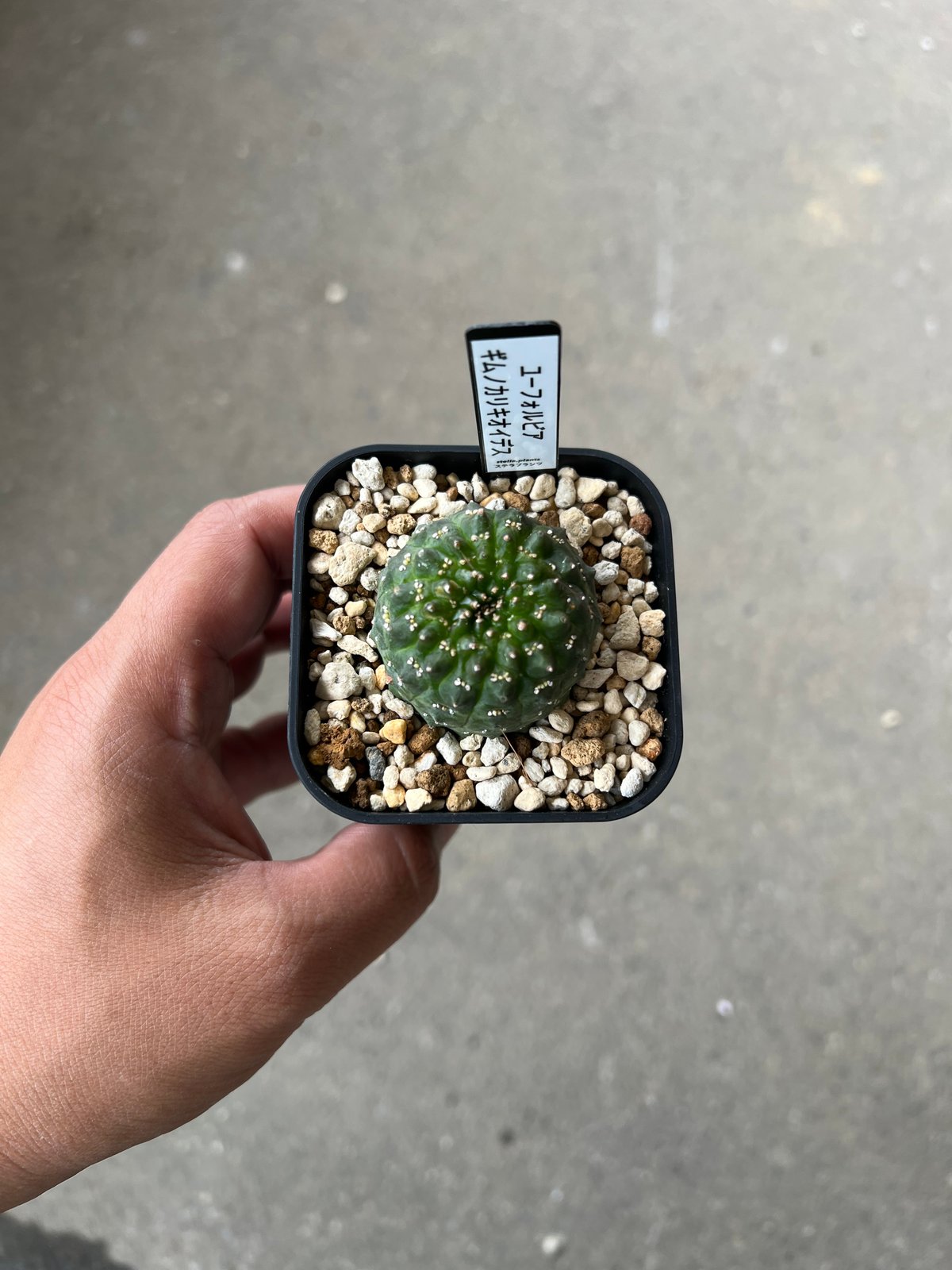 ユーフォルビア ギムノカリキオイデス1 | STELLA.PLANTS