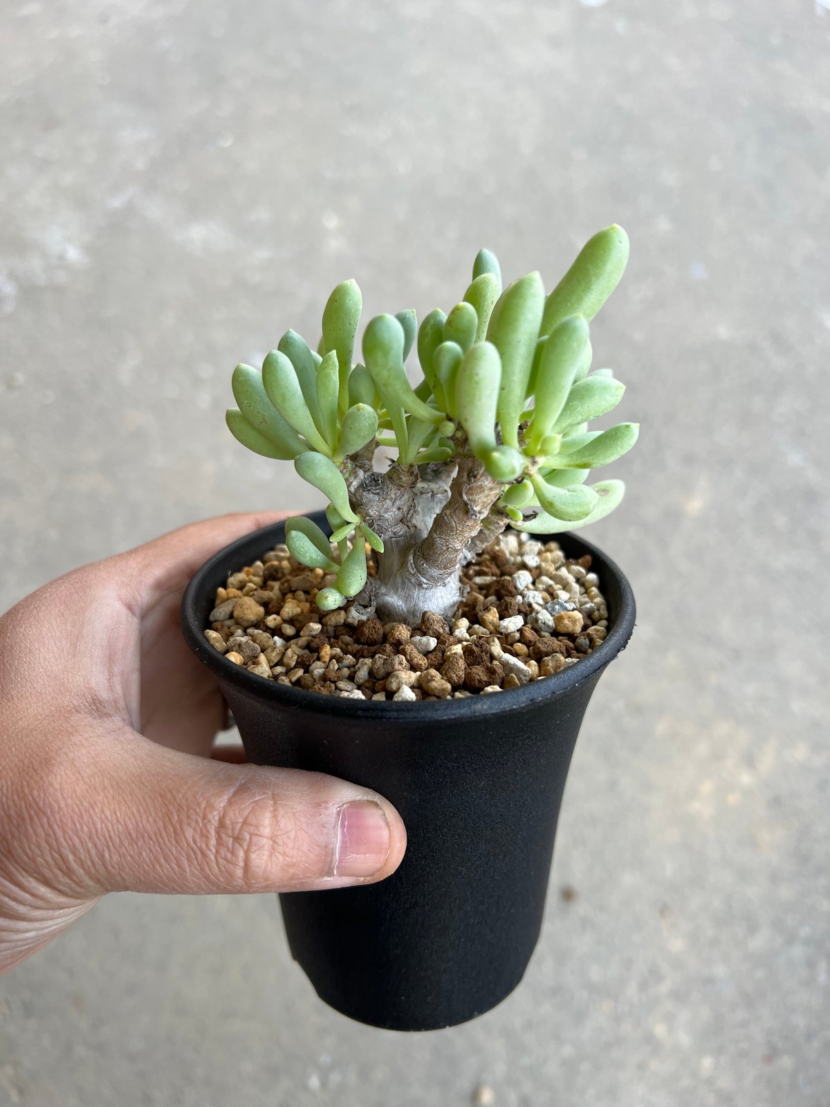 オトンナ クラビフォリア3 | STELLA.PLANTS オトンナ クラビフォリア3 | STELLA.PLANTS