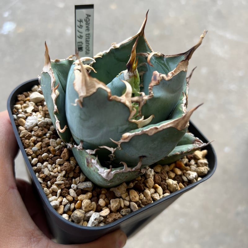 アガベ チタノタ 白鯨 | STELLA.PLANTS アガベ チタノタ 白鯨 | STELLA.PLANTS