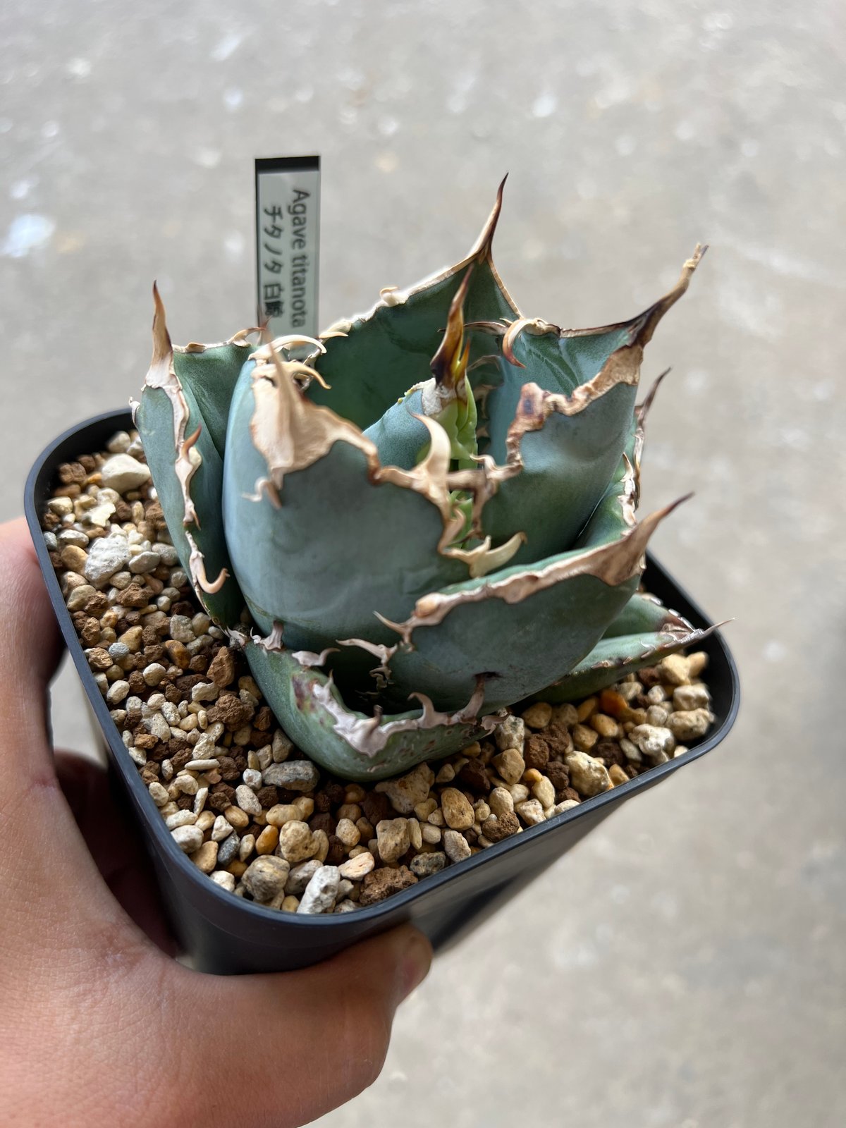 【coco】アガベ チタノタ 白鯨 やましち山野草店 / アガベ チタノタ 白鯨 9cmポット苗 現品販売