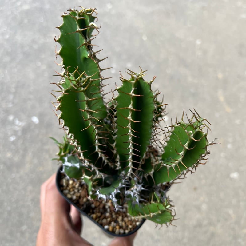 ユーフォルビア ムランジーナ3 | STELLA.PLANTS