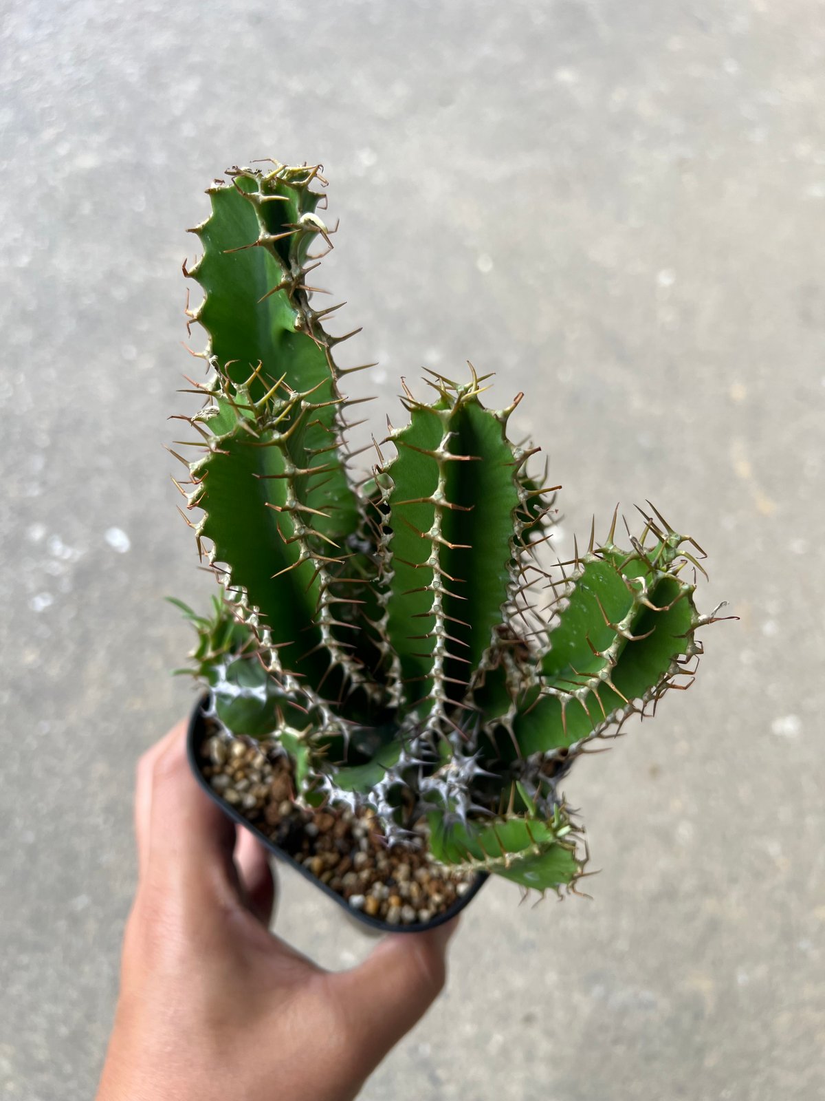 ユーフォルビア ムランジーナ ユーフォルビア ムランジーナ3 | STELLA.PLANTS