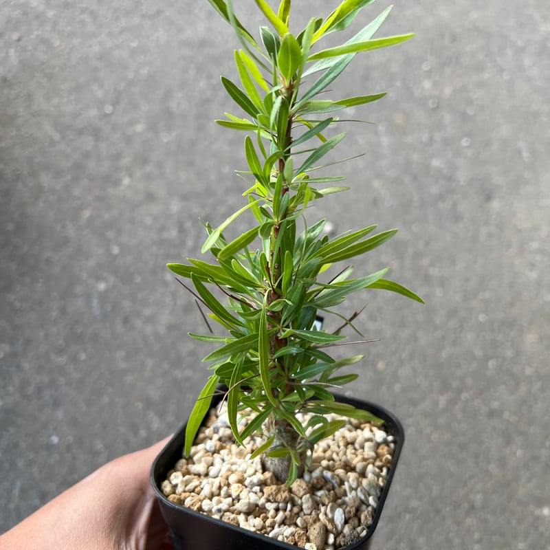 フォークエリア プルプシー Fouquieria purpusii /フォークイエリア プルプシー（S130