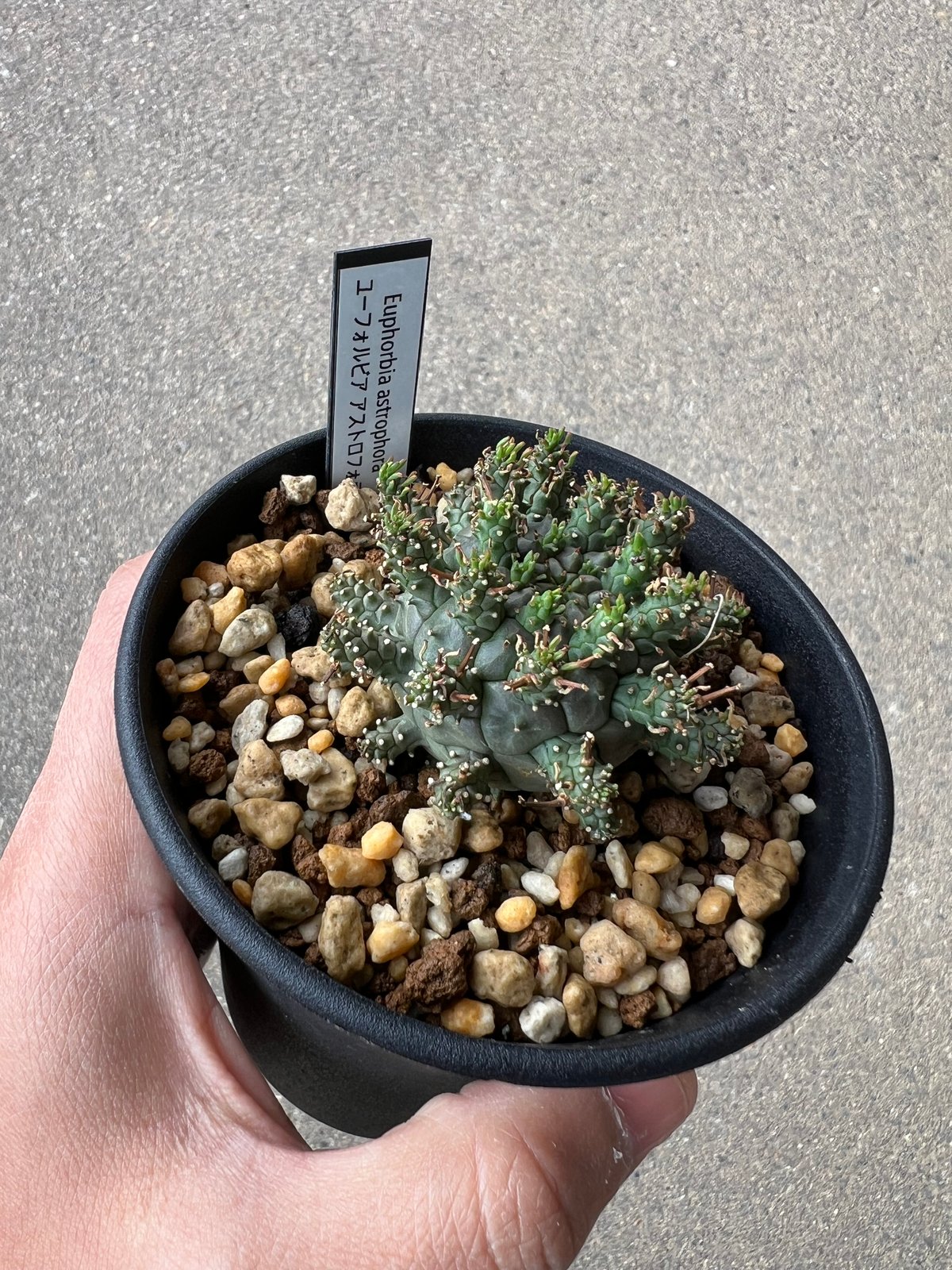 ユーフォルビア アストロフォラ1 | STELLA.PLANTS