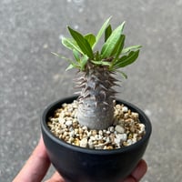 ユーフォルビア　シミリラメア fit=scale-down,w=1200