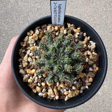 ユーフォルビア アストロフォラ1 | STELLA.PLANTS