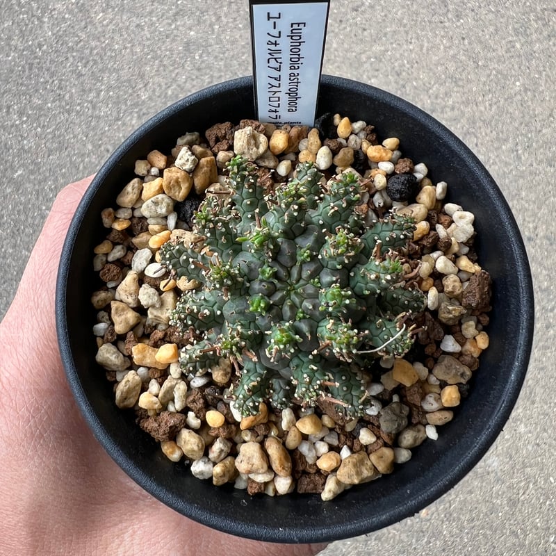 ユーフォルビア アストロフォラ1 | STELLA.PLANTS