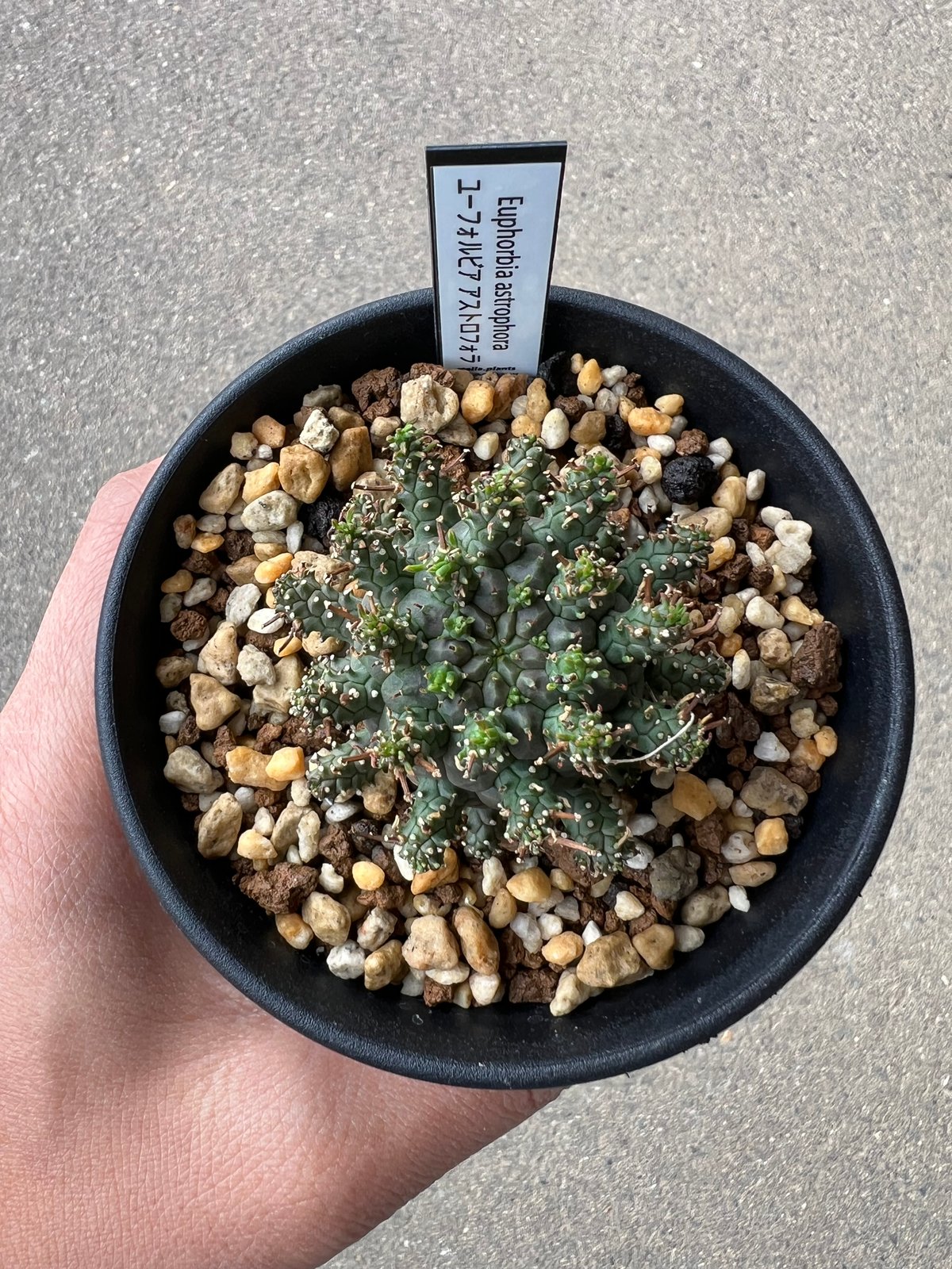 ユーフォルビア アストロフォラ【実生苗】 ユーフォルビア アストロフォラ【実生苗】 【公式通販】