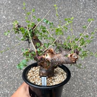 ユーフォルビア　シミリラメア isla del pescado - Euphorbia similiramea-ユーフォルビア