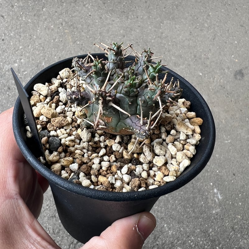 ユーフォルビア アストロフォラ ラスト1株 | STELLA.PLANTS