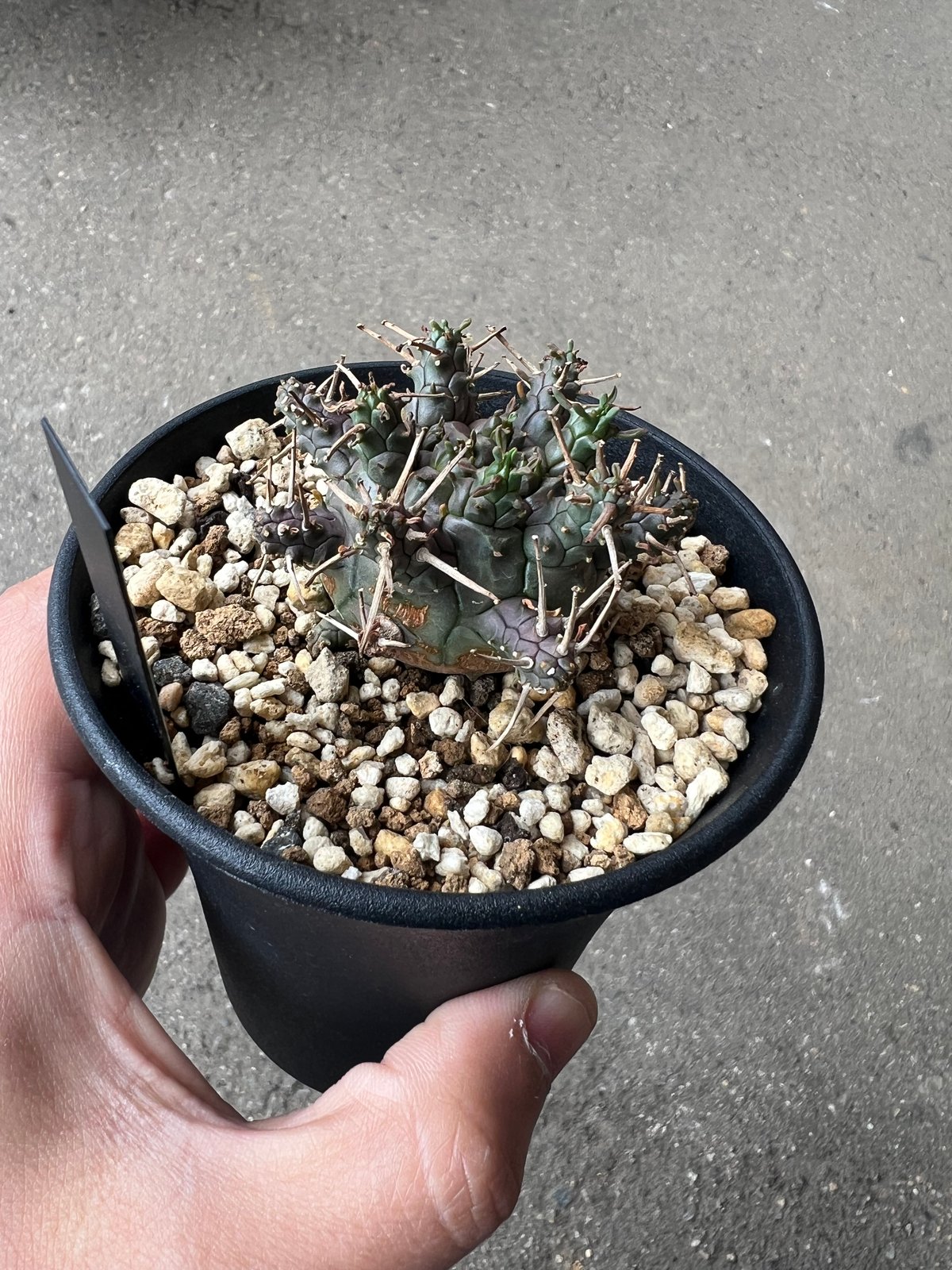 ユーフォルビア アストロフォラ ラスト1株 | STELLA.PLANTS
