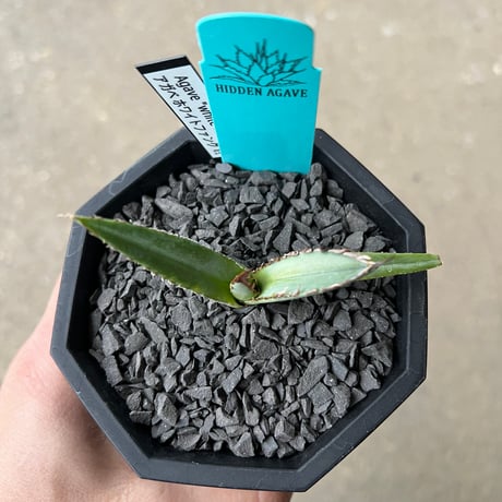 Agave 'White Fang' 1