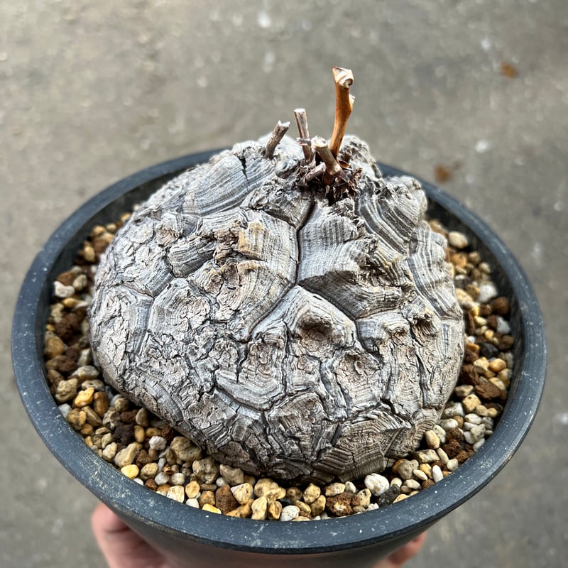 アフリカ亀甲竜 5.5寸5 | STELLA.PLANTS アフリカ亀甲竜 5.5寸5 | STELLA.PLANTS