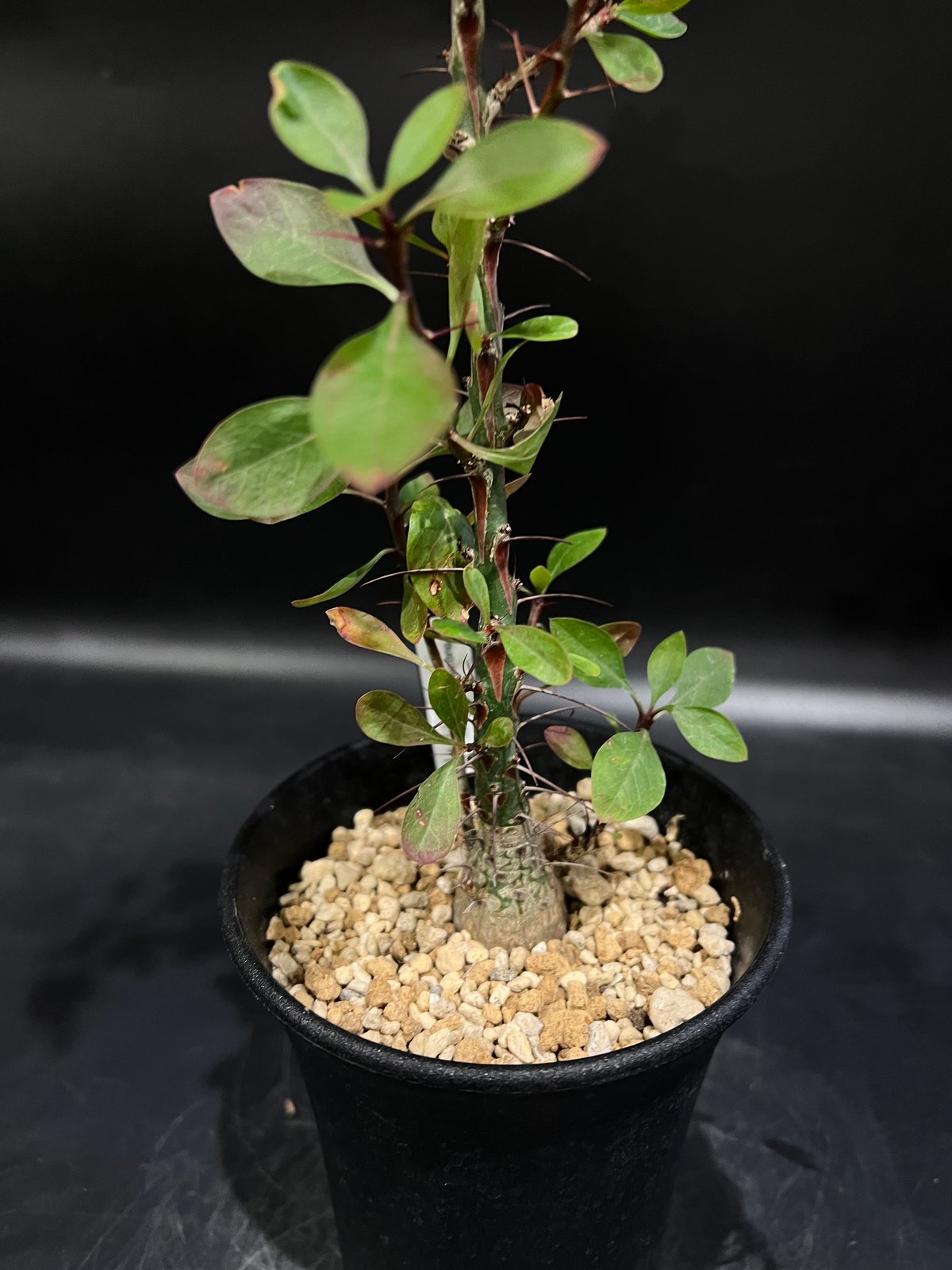 フォークイエリア　ファシクラータ　× toky 鉢 フォークイエリア・ファシクラータ | 多肉植物・特別な鉢の販売
