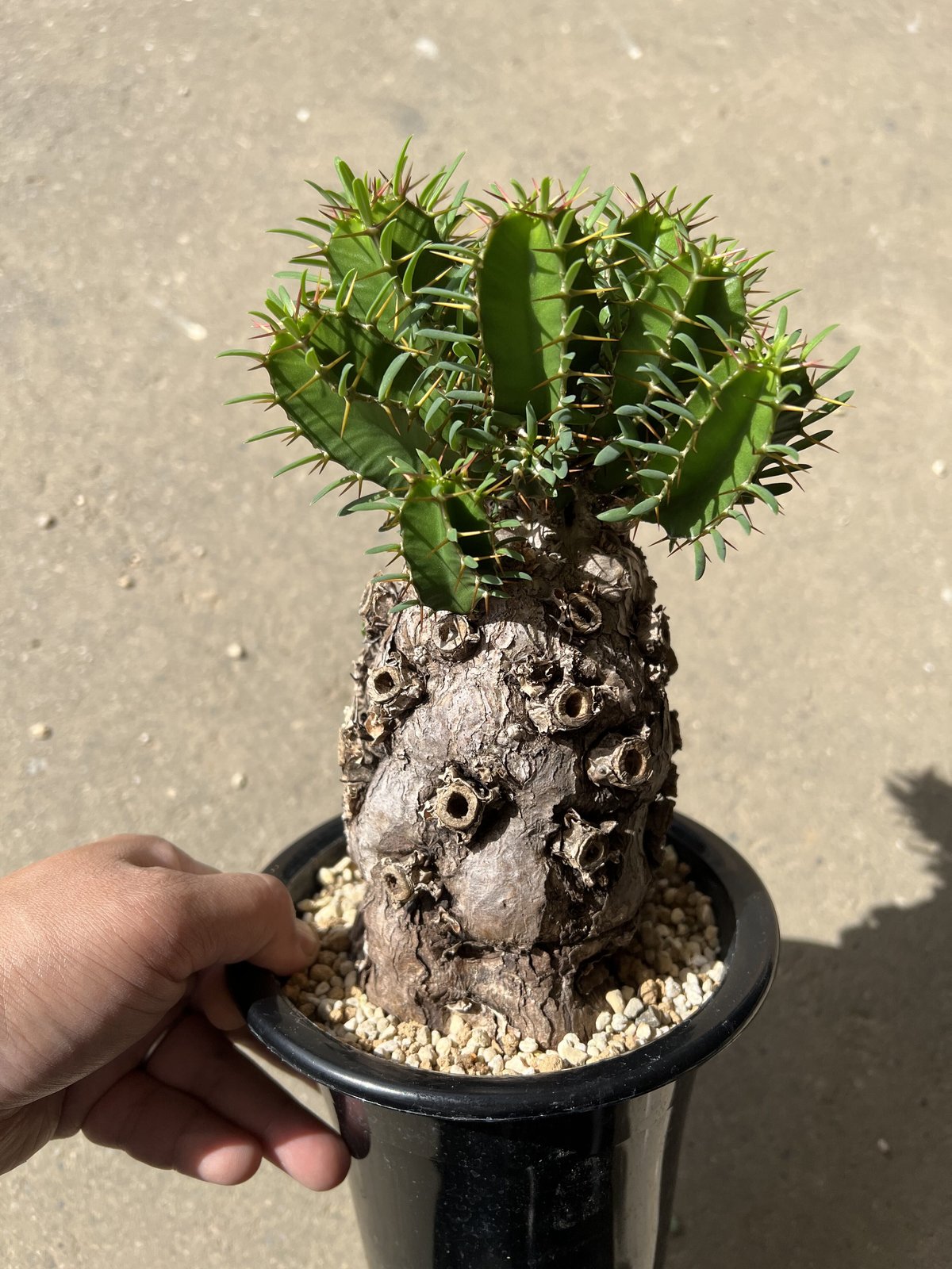 ユーフォルビア ムランジーナ 発根済 最終値下げ！ - 植物/観葉植物