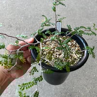 ボスウェリア サクラ ボスウェリア サクラ (実生苗)「 Boswellia Sacra」4/12-279 | SH