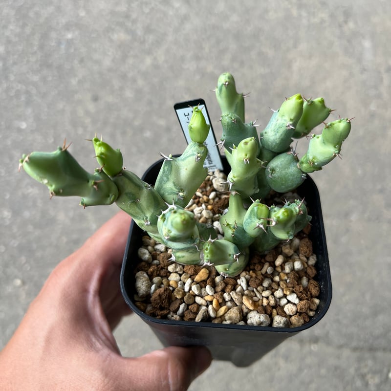 ユーフォルビア クリビコラ錦 | STELLA.PLANTS