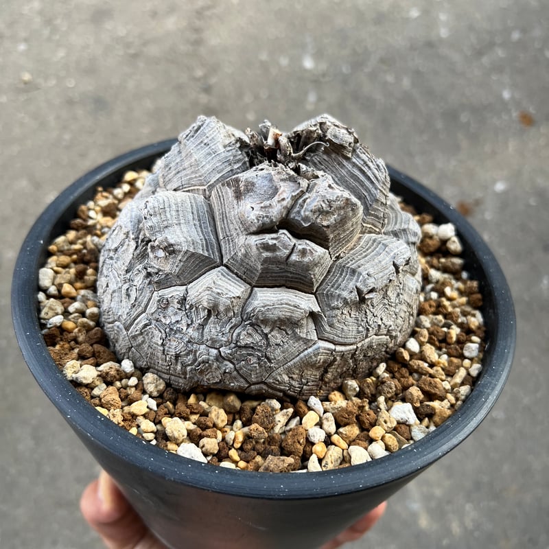 亀甲竜塊根幅11cm