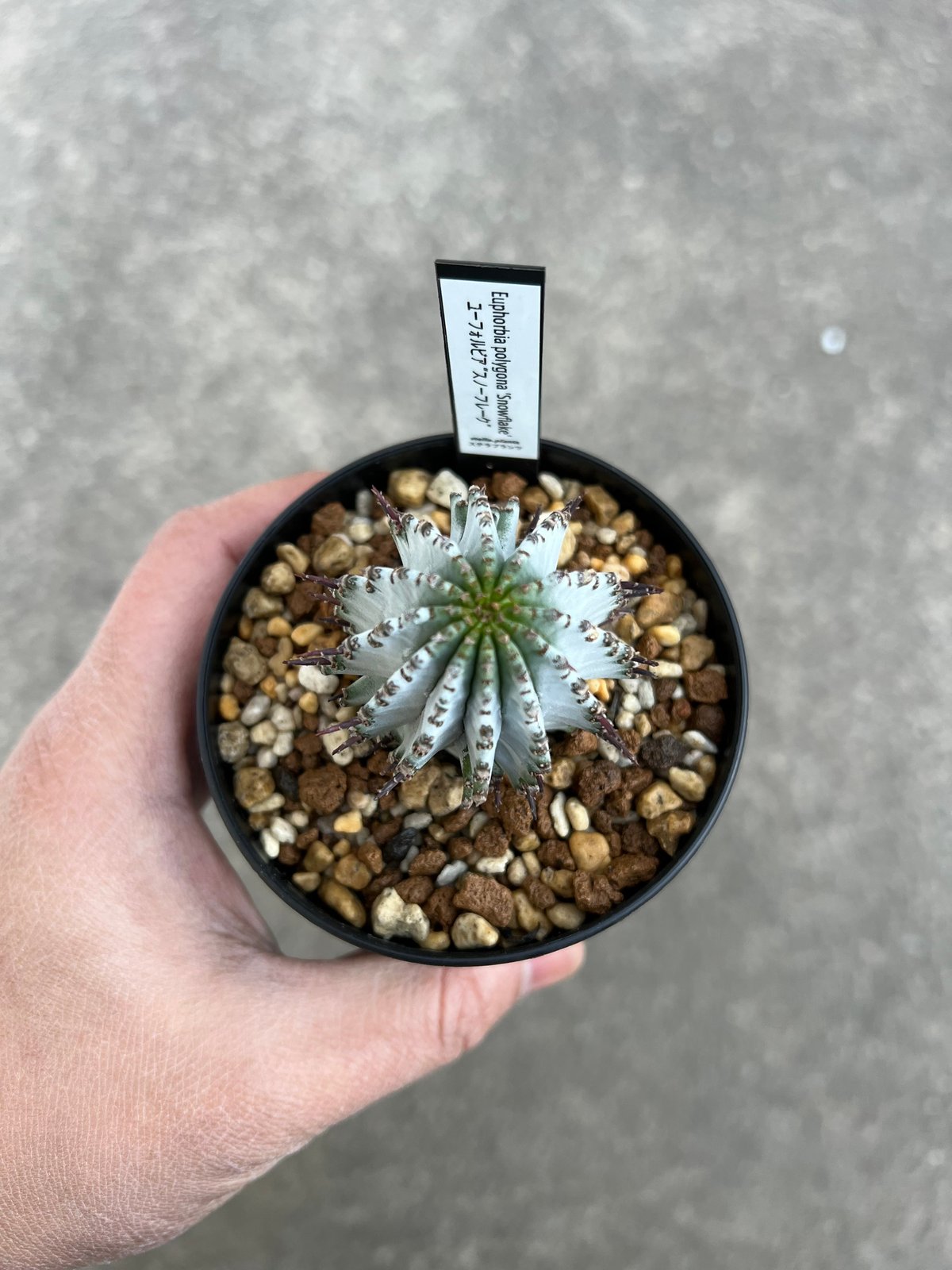 ユーフォルビア ポリゴナ スノーフレーク ホリダ 3寸 ユーフォルビア