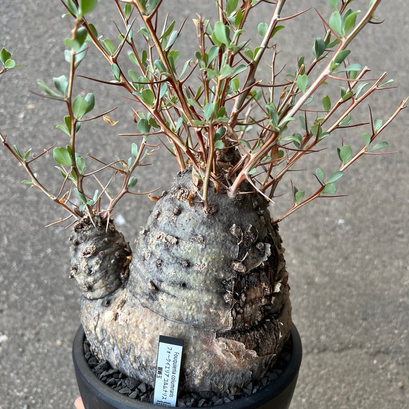 2月入荷 100粒+ フォークイエリア コルムナリス 証明書あり 種 種子 11 フォークイエリア コルムナリス 観峰玉 | hanayoshi-botanical