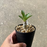 ユーフォルビア ファンシャウェイ1 | STELLA.PLANTS