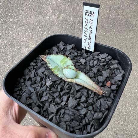 Agave titanota 'Creep'1