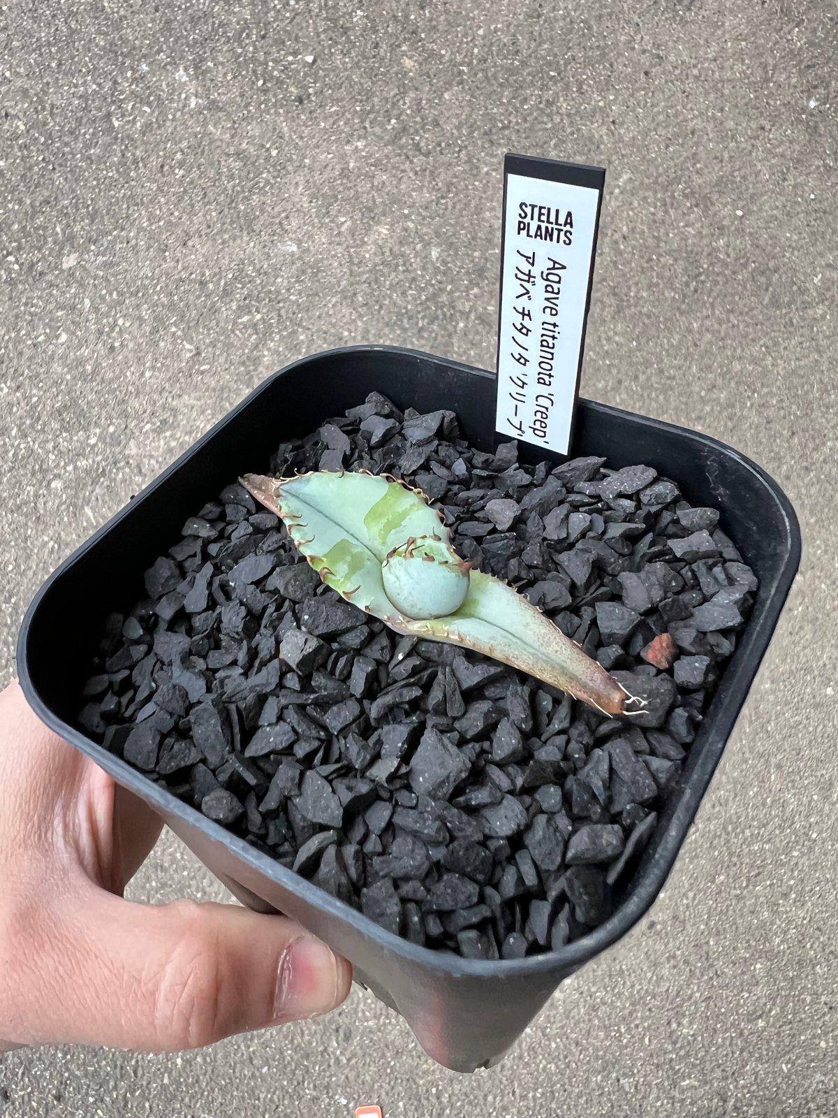 Agave titanota 'Creep'1 | STELLA.PLANTS