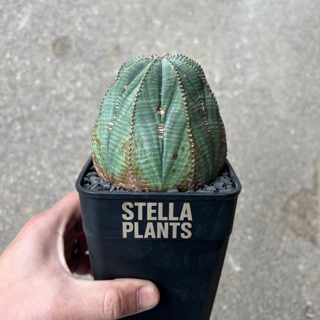 CATEGORY ユーフォルビア | STELLA.PLANTS
