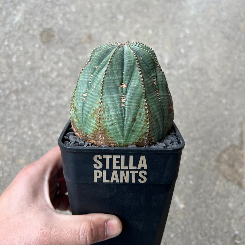 ユーフォルビア オベサ7 | STELLA.PLANTS