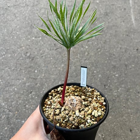 エリオスペルマム | STORES