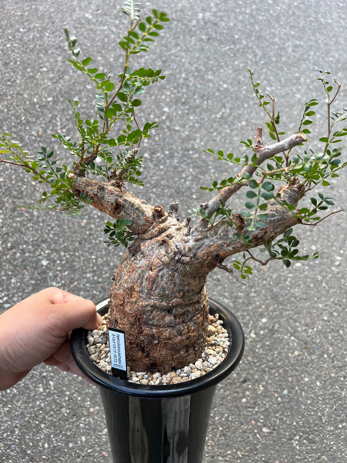 オベルカリアパキプス