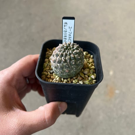 ユーフォルビア　ギムノカリキオイデス2