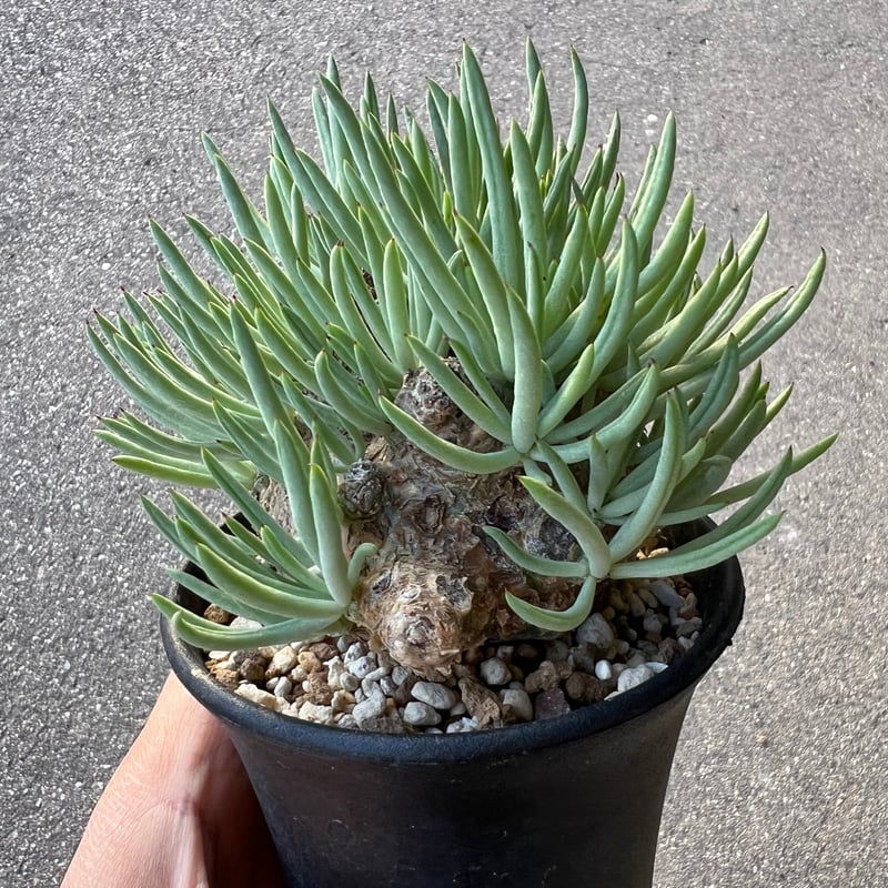 チレコドン ペアルソニー3.5-4 | STELLA.PLANTS