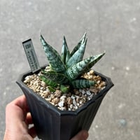 サンセベリア モモ | STELLA.PLANTS
