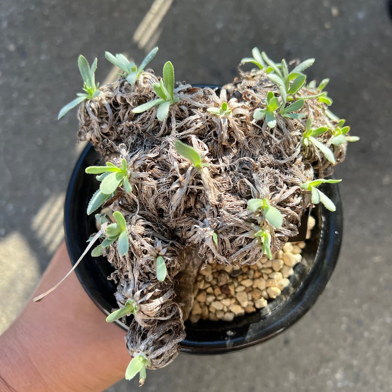 ユーフォルビア　オトンナ　レトロルサ　大株 ☆特価☆コーデックス：オトンナ レトロルサ*葉幅15cm 現品！一品